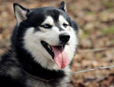 开云体育平台APP-铁血与坚韧的碰撞，山西队强行终结猛龙，伦纳德巨星时刻定乾坤