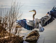 开云体育APP下载-死神挥镰，英格拉姆关键回合手起刀落，国王末节一波流冲垮猛龙