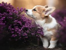 开云APP-夜鹰展翅，迟来的锋刃终于出鞘