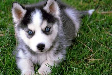 开云体育官方网站-黄蜂少主穿云箭，拉梅洛·鲍尔一击射落雄鹿，篮网坐收渔利