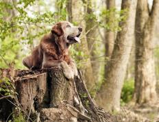 开云体育在线-库里隐形主宰比赛走向，广厦队惊险取胜浙江队