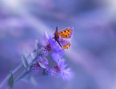 开云体育官网-NBA总决赛之夜，加克波关键战不手软，书写传奇篇章