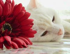 开云体育平台APP-马竞擒下乌拉圭后防未来，曼城防线基石阿克演绎何为现代防守艺术