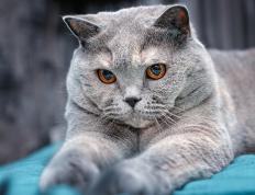 开云APP-竞技体育的战场上，淘汰与接管之间，王者如何加冕？