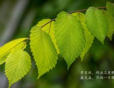 开云体育中国-传承与颠覆，从罗本内切到凯塞多接管—荷兰单节风暴如何撕裂英格兰的2026之梦