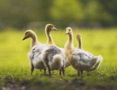 开云官网-凯塞多一锤定音！埃及力克克罗地亚强势晋级，沉默领袖终成关键先生