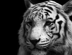 开云平台-赖斯刷新纪录引领苏格兰横扫比利亚雷亚尔，足球之夜再写传奇