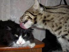 开云平台-惊天逆转！南非绝境翻盘，世界排名争夺战再掀狂澜