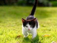 开云体育中国-铁壁里程碑！戈贝尔制霸禁区创纪录，篮网团队风暴碾压活塞取完胜