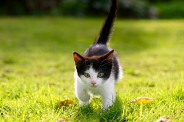 开云体育中国-铁壁里程碑！戈贝尔制霸禁区创纪录，篮网团队风暴碾压活塞取完胜