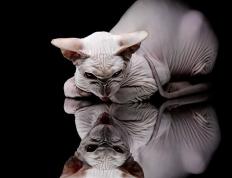 开云下载-英格拉姆狂飙难敌团队爆发，辽宁队一波流带走热火胜局