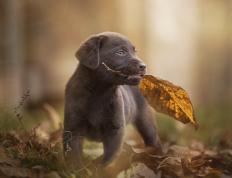 开云体育app-神话不再独行，当勇士王朝余晖遇见布克烈日初升