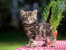 开云体育中国-巴尔韦德一箭定江山，皇马强行终结南非之旅