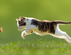 开云官网-马刺碾压凯尔特人，拉梅洛·鲍尔化身关键先生闪耀全场