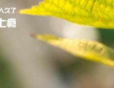 开云体育下载-从领袖到帝王，福登的进化与韩国的闪电战—现代足球的效率革命