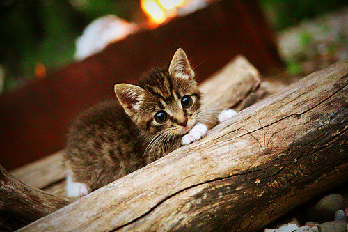 开云官网-梅西的隐形掌控，希腊对阵加拿大比赛走势的幕后主宰