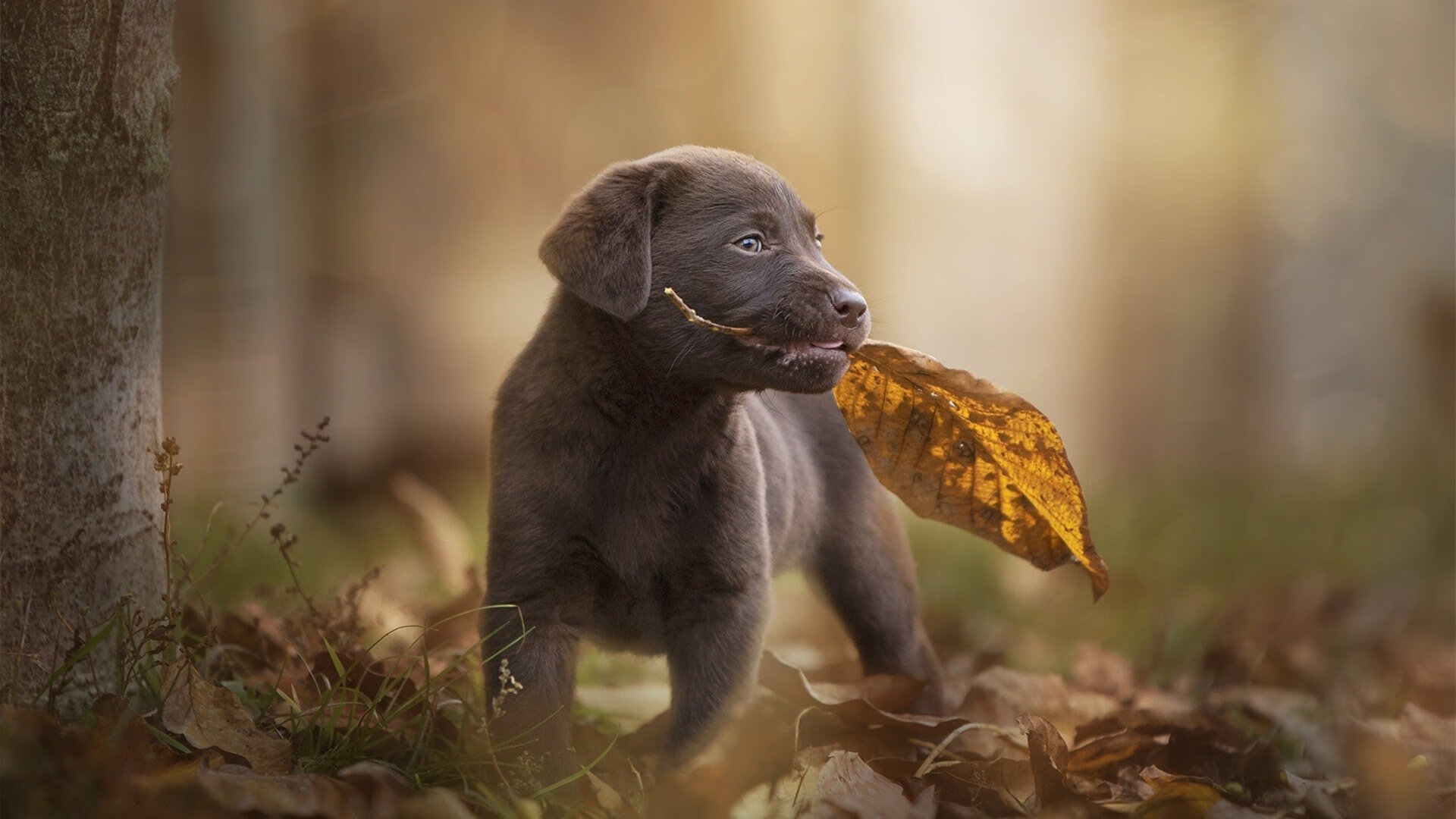 开云体育app-神话不再独行，当勇士王朝余晖遇见布克烈日初升