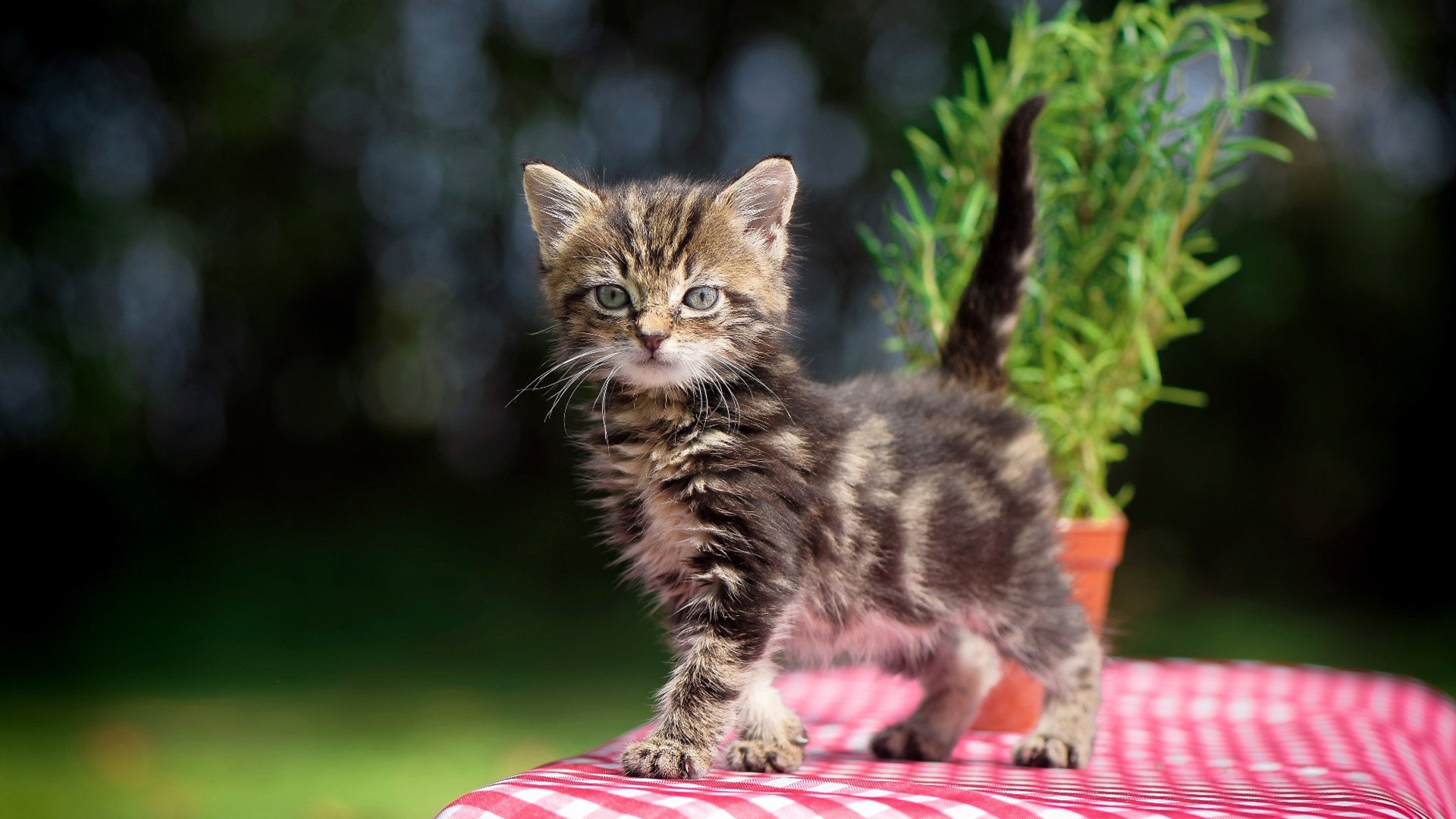 开云体育中国-巴尔韦德一箭定江山,皇马强行终结南非之旅