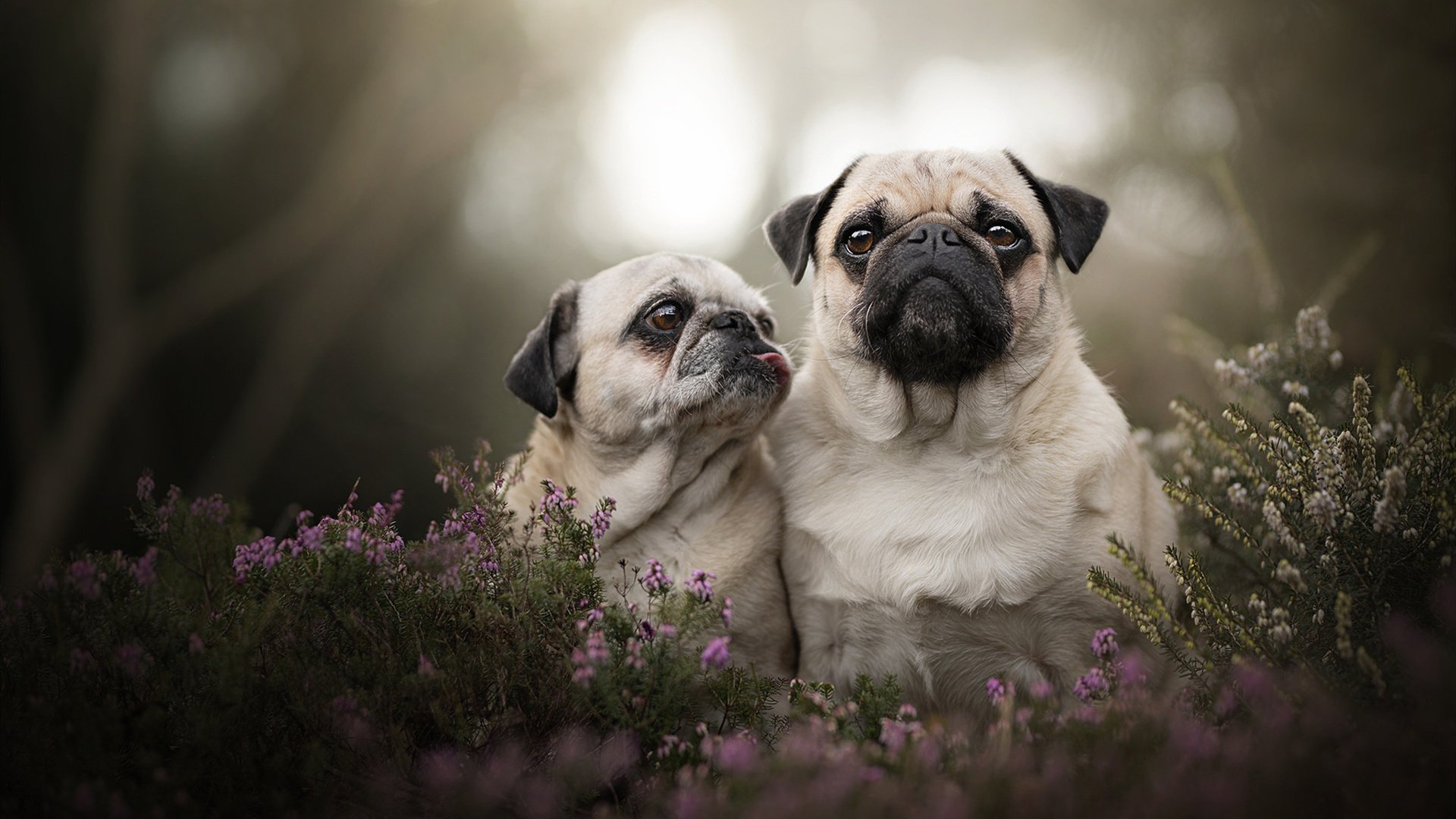 开云平台-跨洋双响炮,当雷霆风暴席卷辽宁,恩比德在伯纳乌加冕
