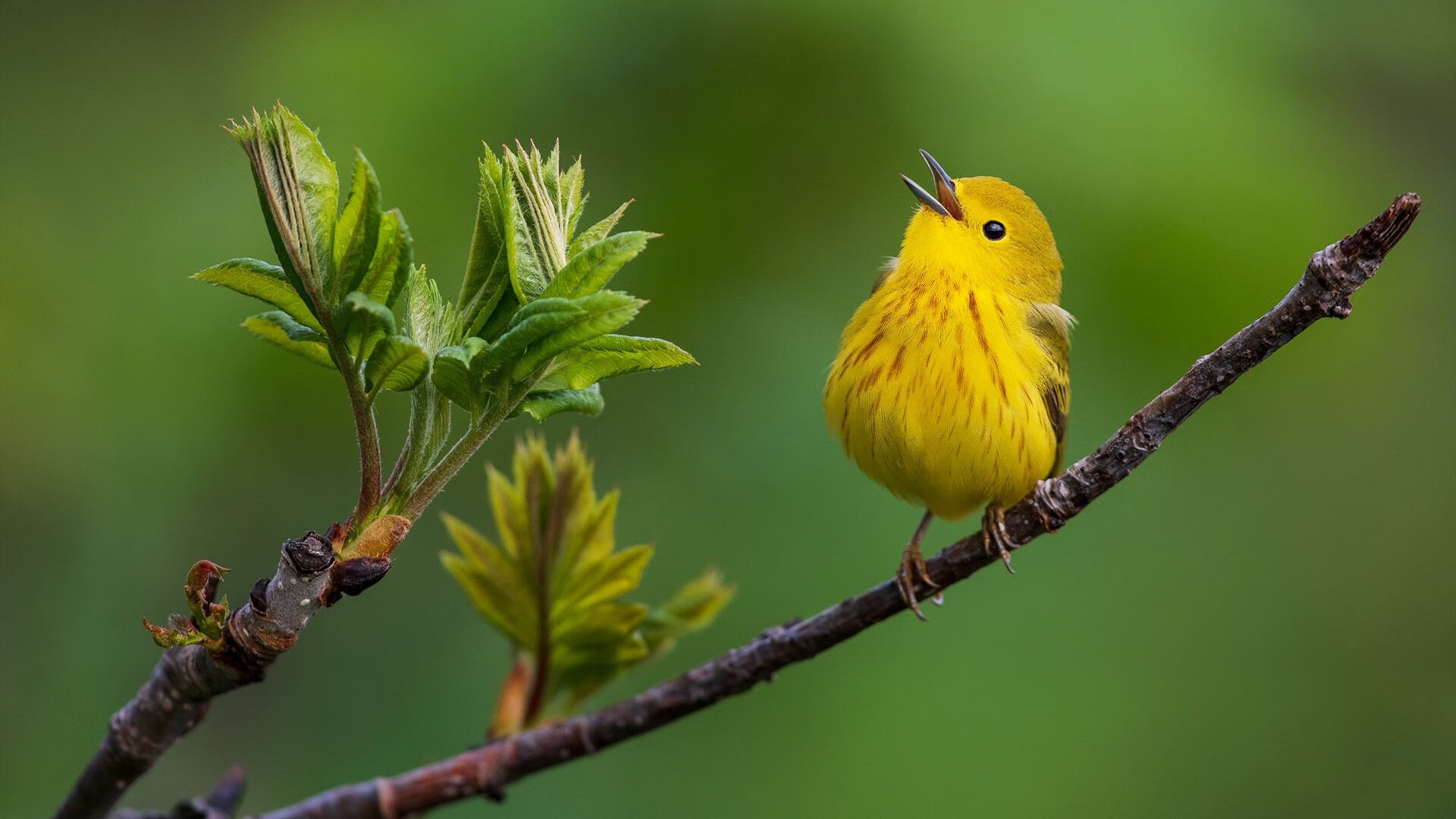 开云体育入口-丹佛新王当立!米切尔48分统治攻防 掘金逆转奇才迎关键胜利