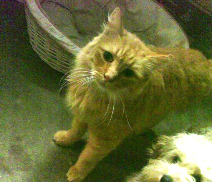 开云体育平台APP-绿茵交响诗,冰岛地质防守与澳大利亚海洋攻势间的奥纳纳攻防转换核心