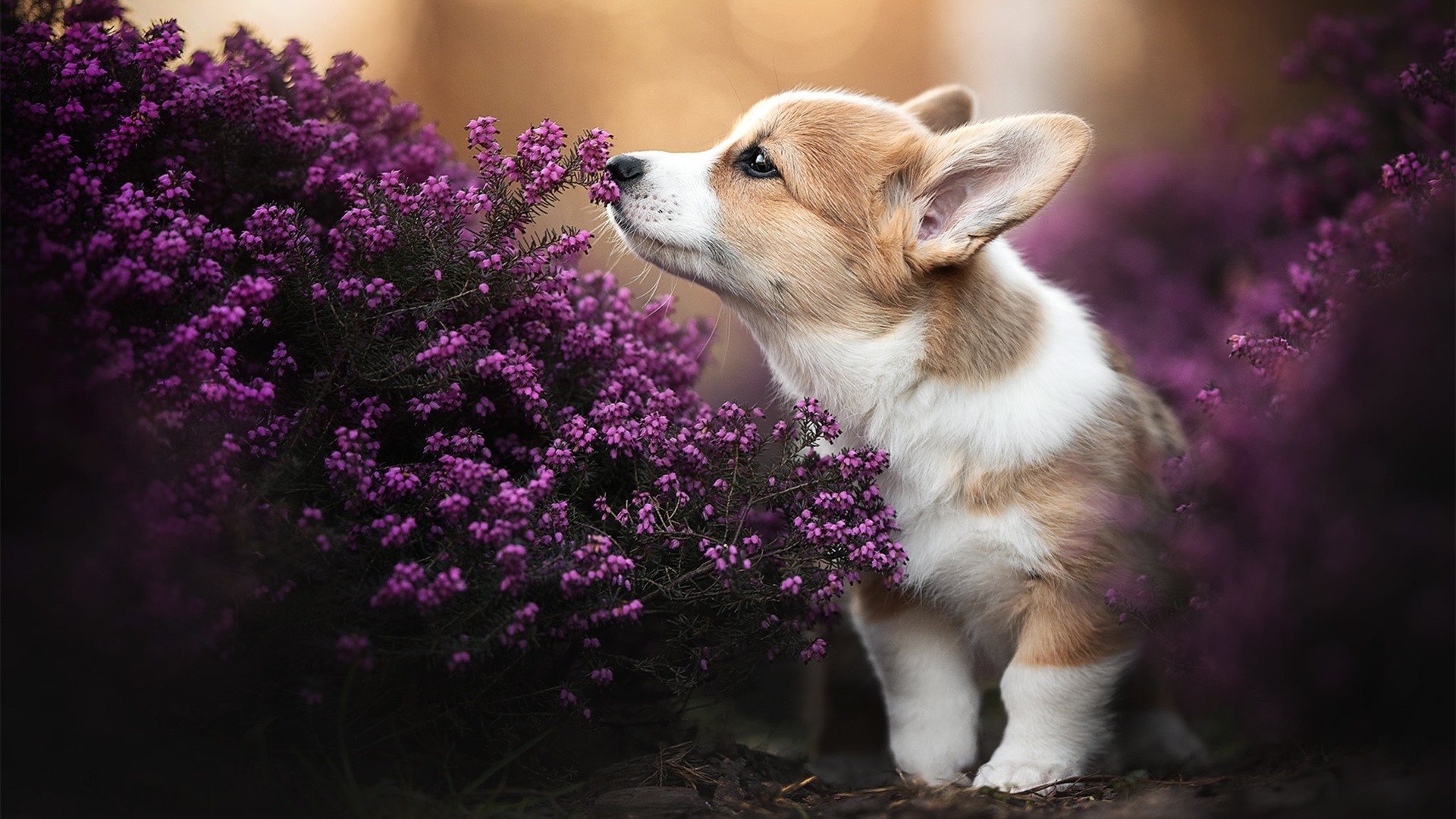 开云体育下载-新王加冕,当铁血之师遭遇黑马,维尼修斯于破茧之战正名