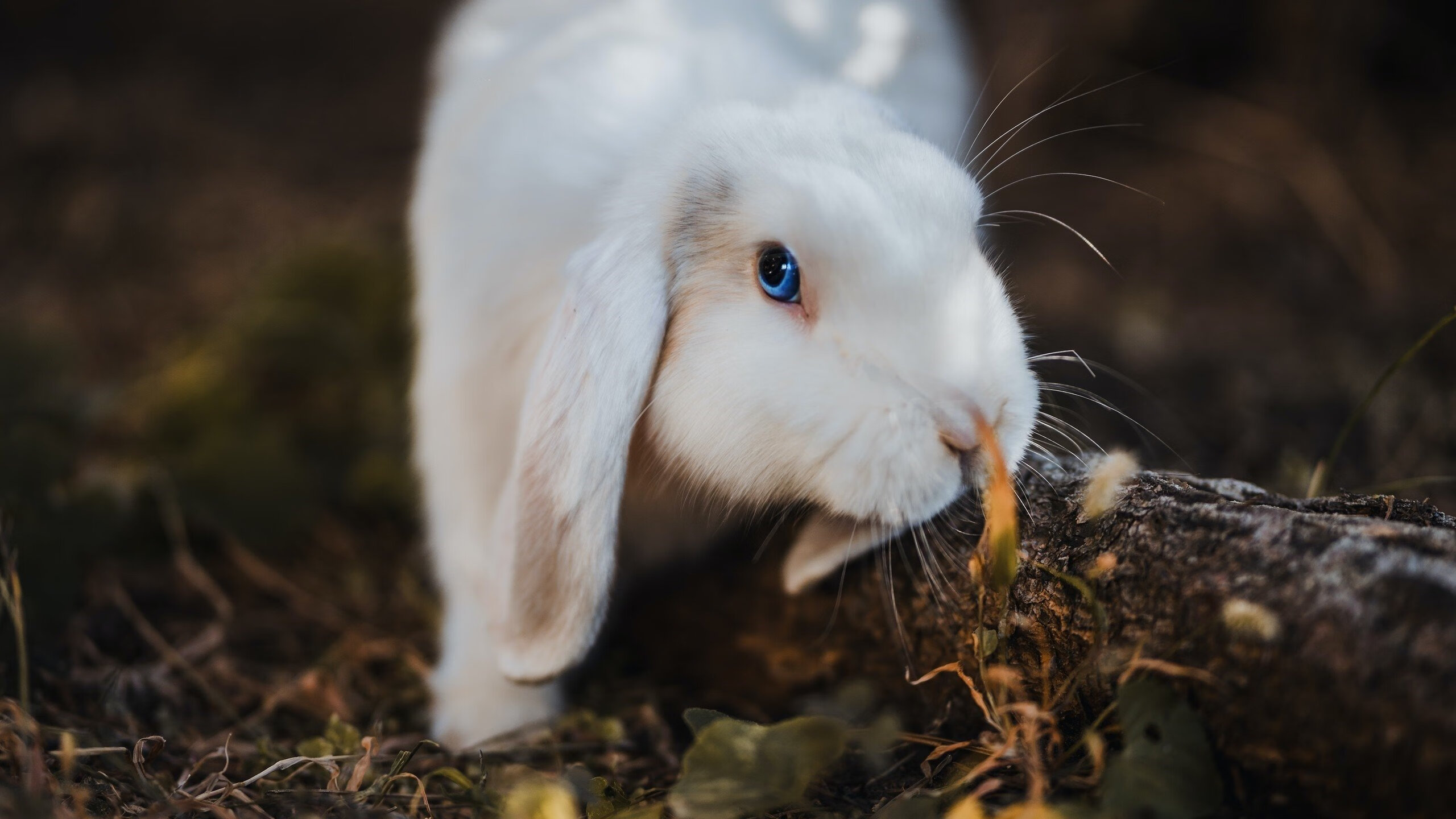 开云体育在线-浓眉末节接管比赛,上海队横扫活塞彰显篮球魅力