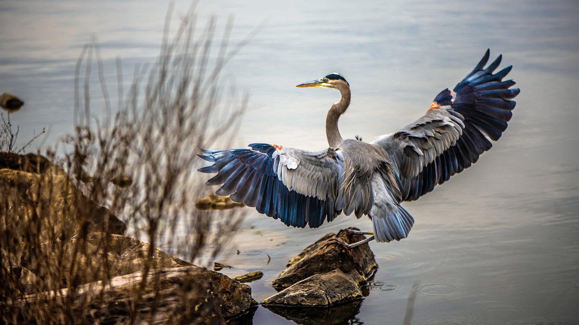 开云体育APP下载-死神挥镰,英格拉姆关键回合手起刀落,国王末节一波流冲垮猛龙