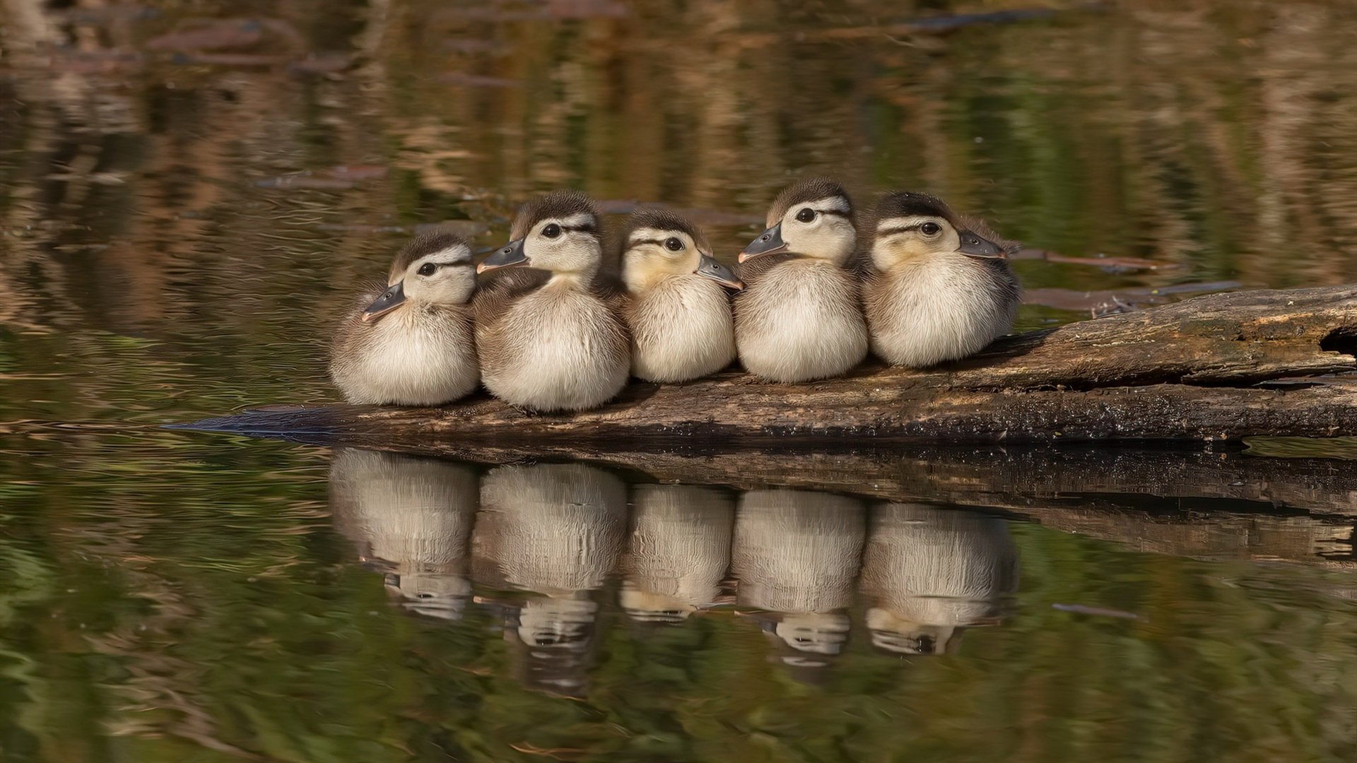 开云体育官方网站-同夜辉映,锡安里程碑背后,森林狼正在书写团队篮球的新纪元