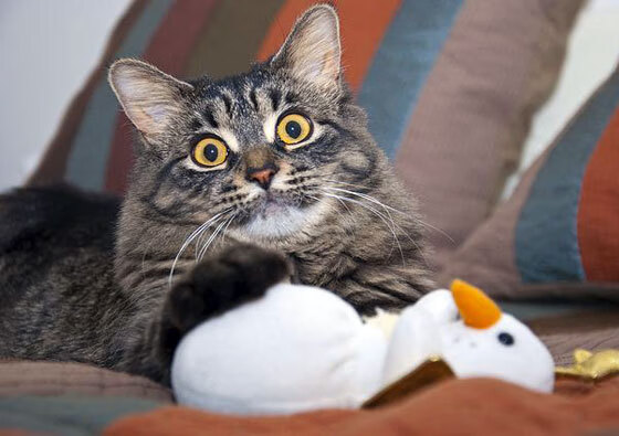 开云体育平台APP-足球之夜,苏格兰激战冰岛告捷,莱万突破500球大关创传奇