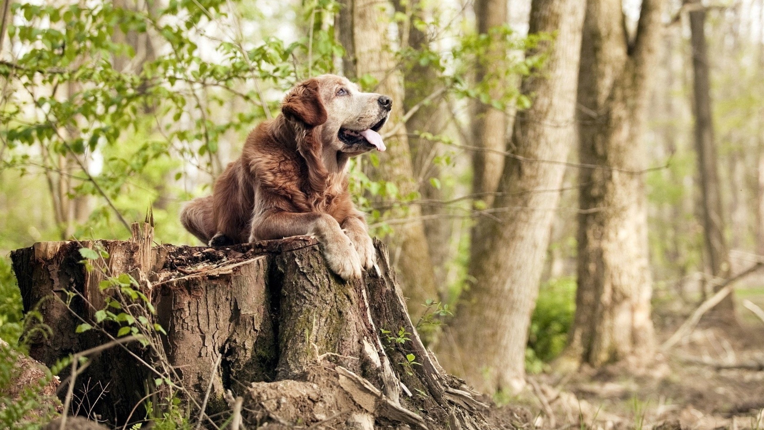开云体育在线-库里隐形主宰比赛走向,广厦队惊险取胜浙江队