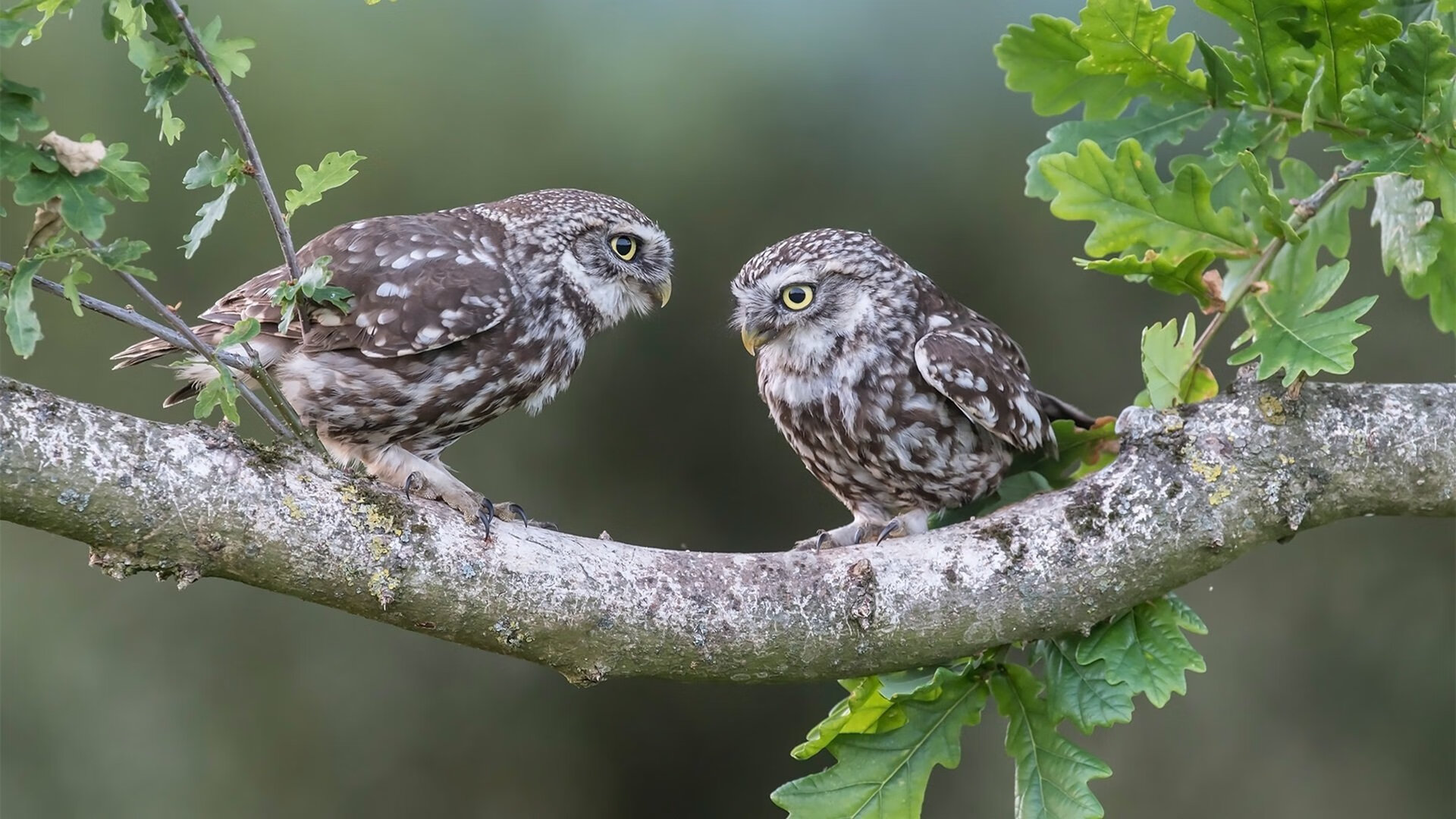 开云体育官网-南十字星刺穿黄色潜水艇,当法比尼奥成为无解方程式