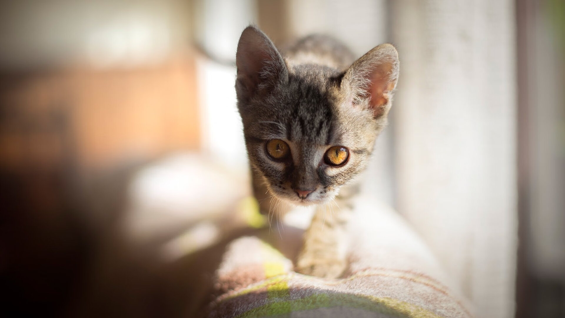 开云体育APP下载-猛龙力克灰熊,小贾伦·杰克逊崛起之夜,关键先生主宰决胜时刻