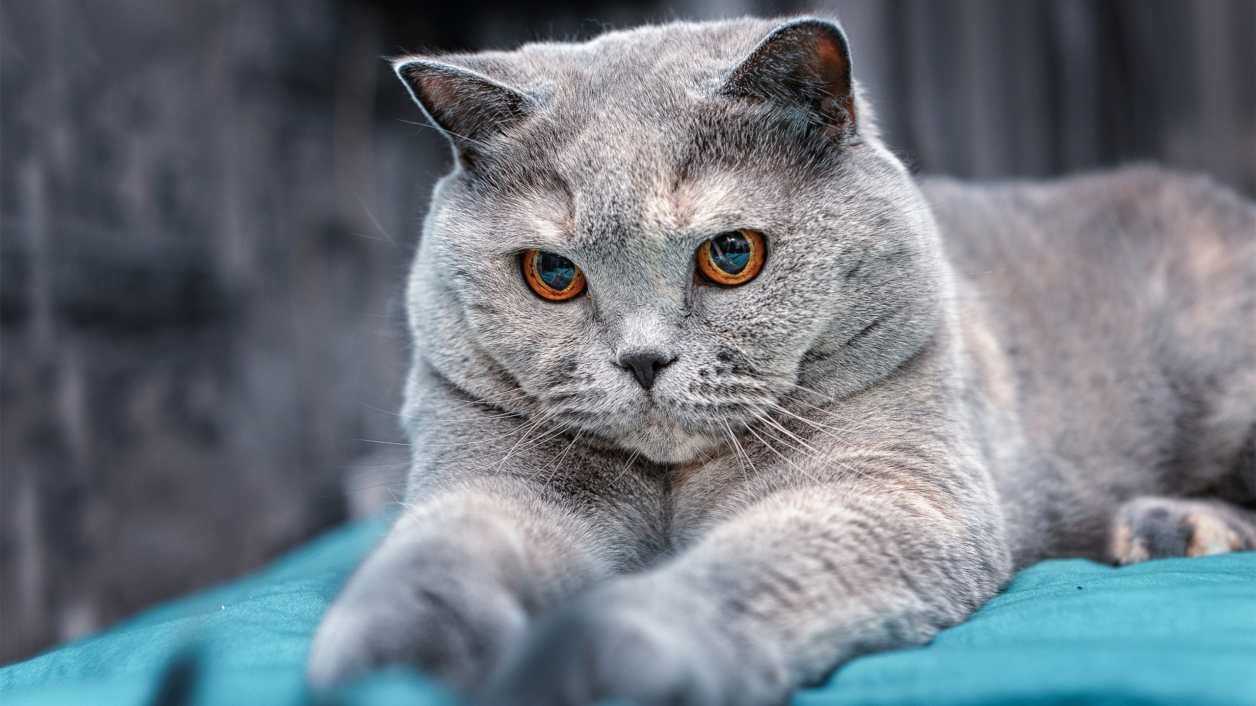 开云APP-竞技体育的战场上，淘汰与接管之间，王者如何加冕？