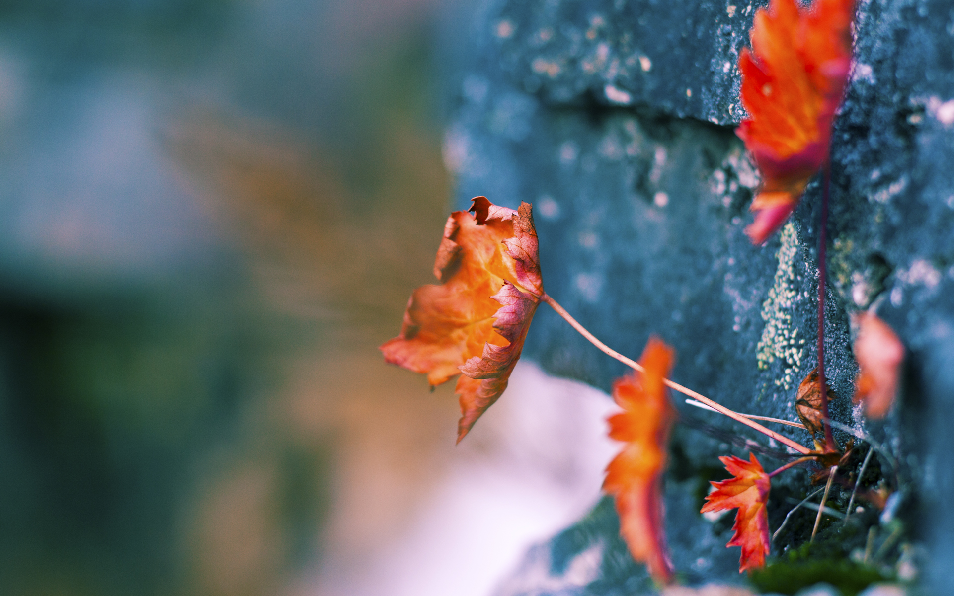 开云体育中国-冷门诞生,当非洲雄狮咬碎高卢鸡,暗夜里有人点亮星辰