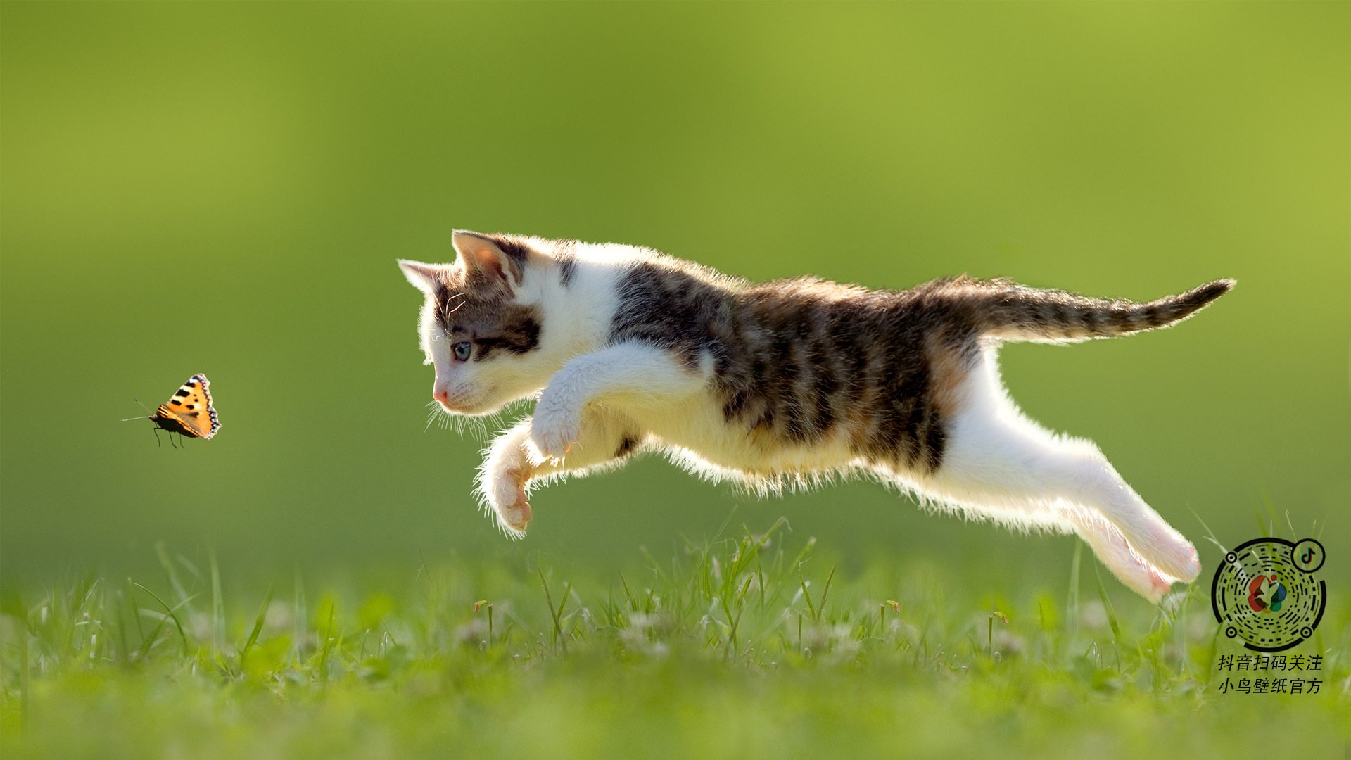 开云体育入口-阴影之地，当切特打出统治级数据，勇士与太阳的战场被一道影子改写